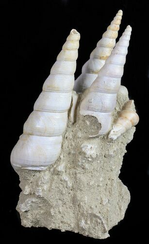 Fossil Gastropod (Haustator) Cluster - Damery, France #56387